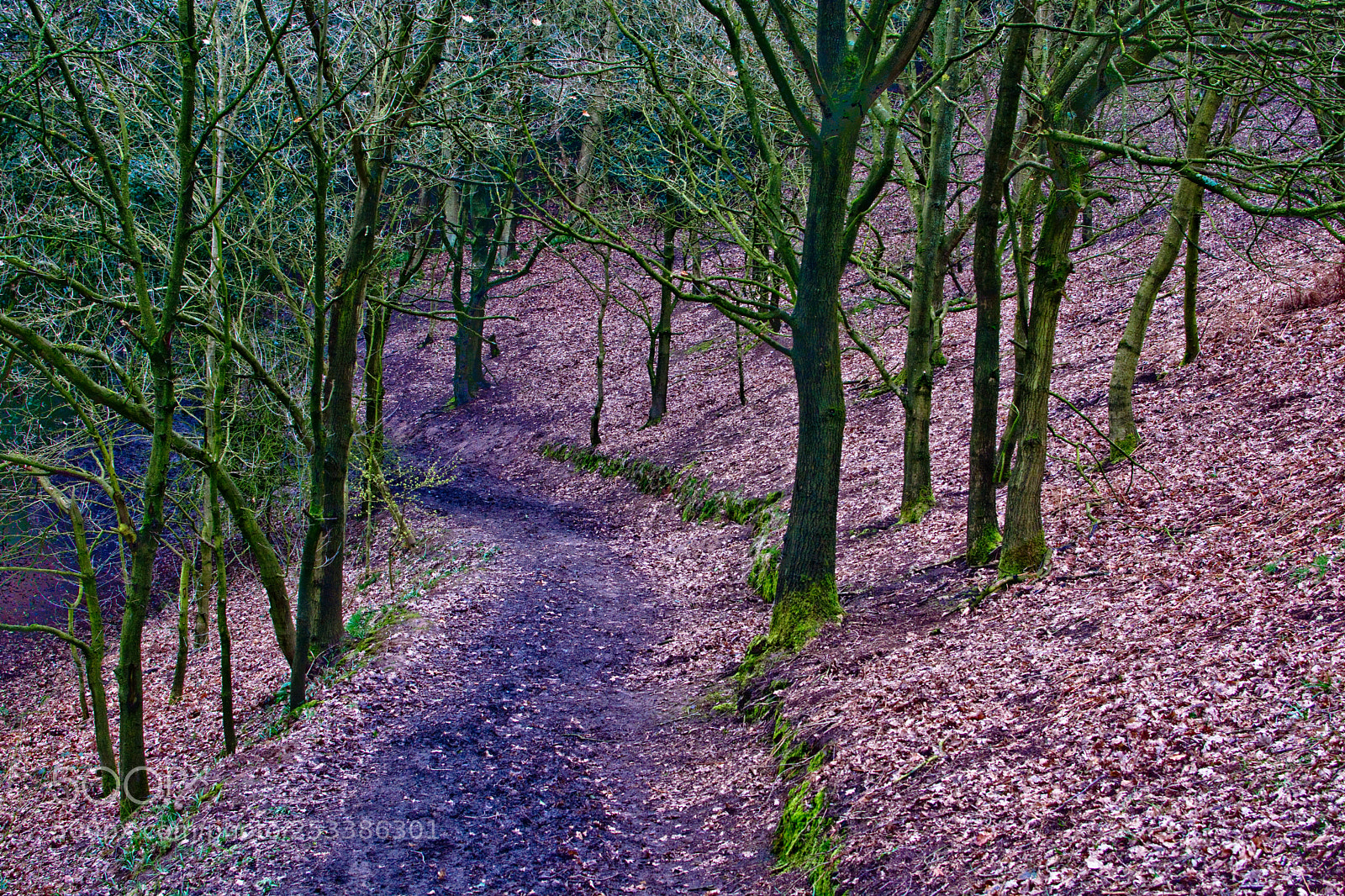 Nikon D7100 sample photo. The path photography