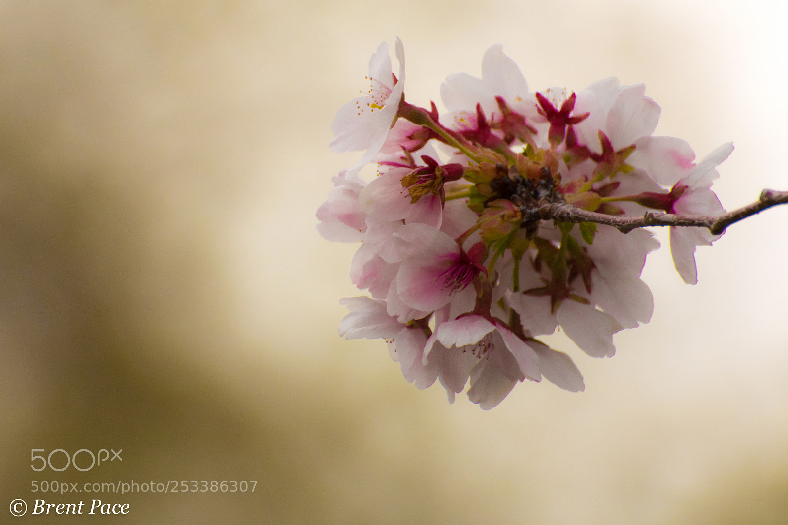 Nikon D7100 sample photo. Blossoms from the right photography