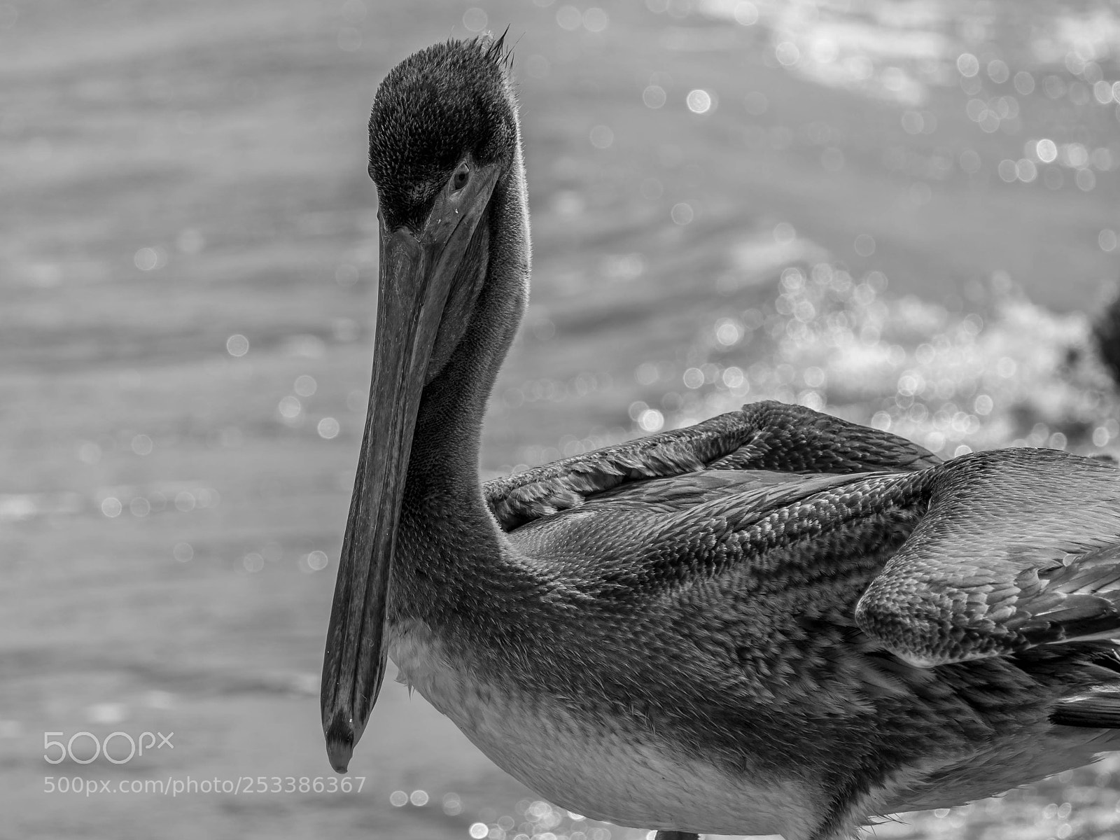 Olympus OM-D E-M10 II sample photo. Young pelican photography