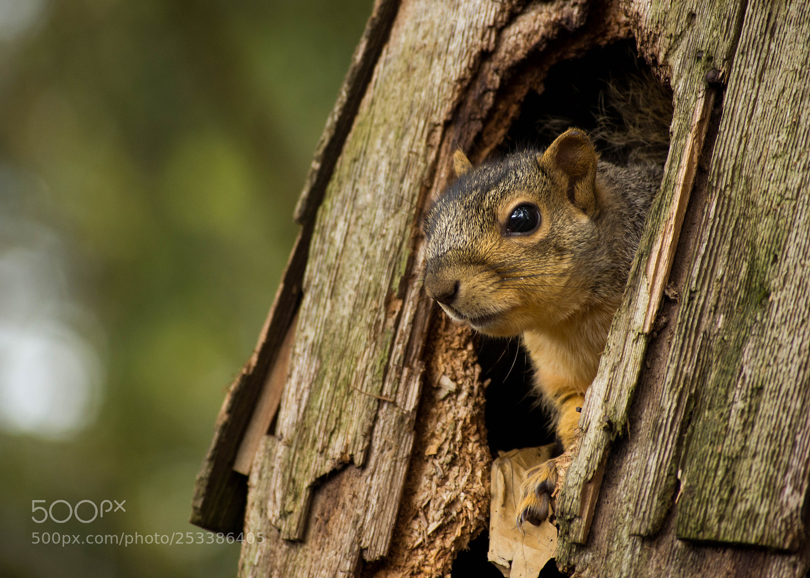 Nikon D7200 sample photo. Friendly neighbor photography