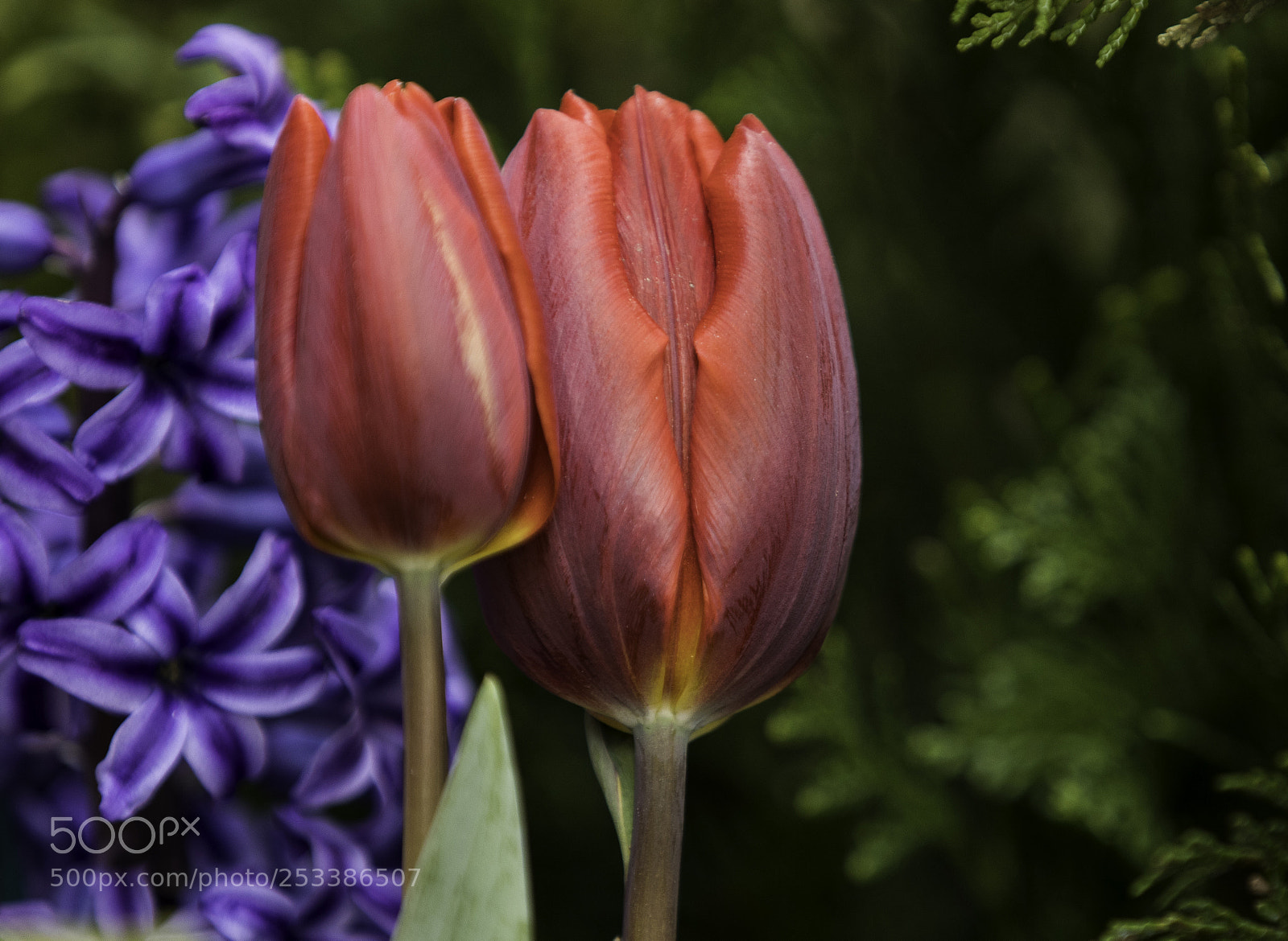 Canon EOS 5D Mark IV sample photo. Tulip photography