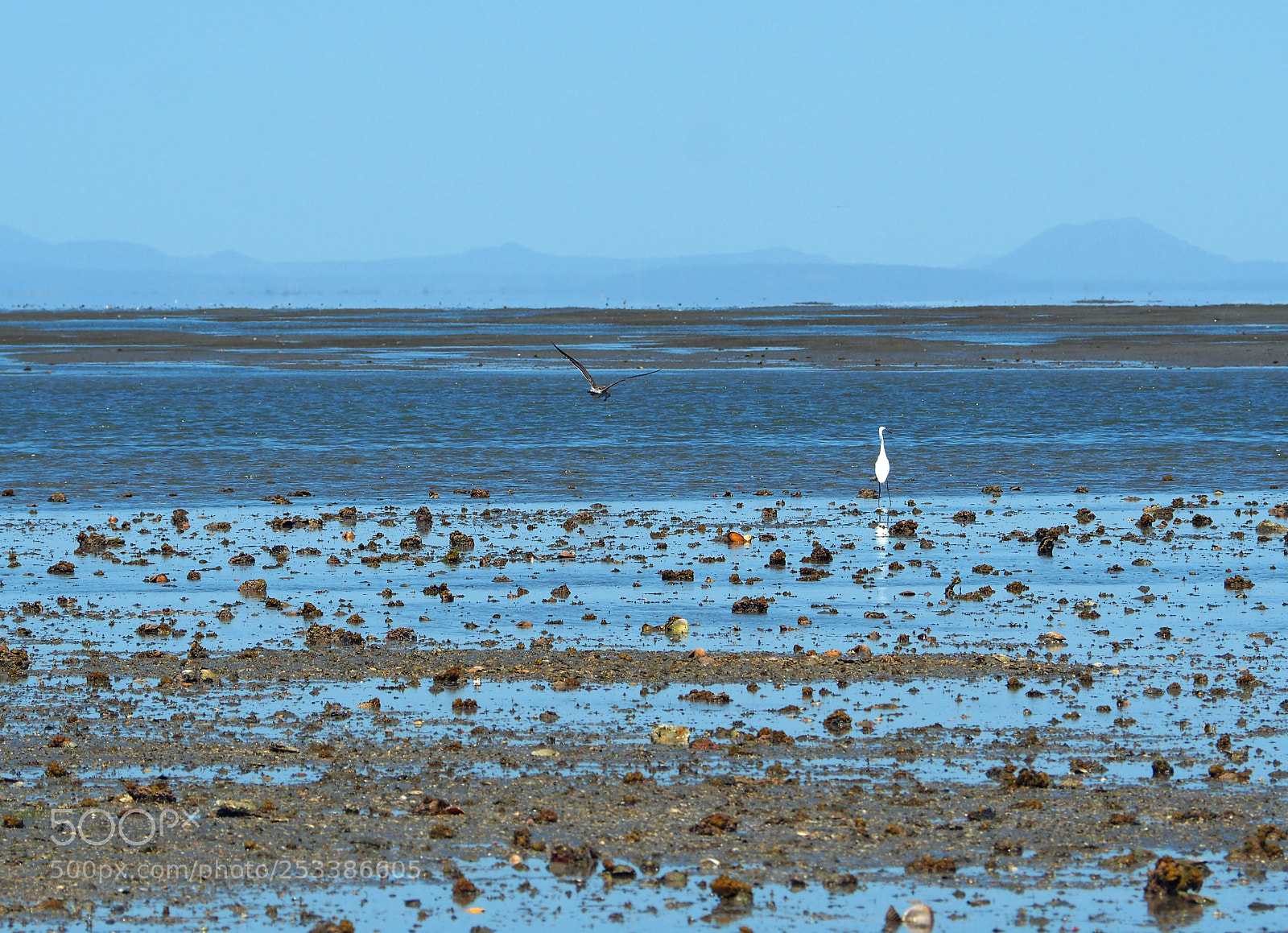 Olympus OM-D E-M5 II sample photo. Low tide photography
