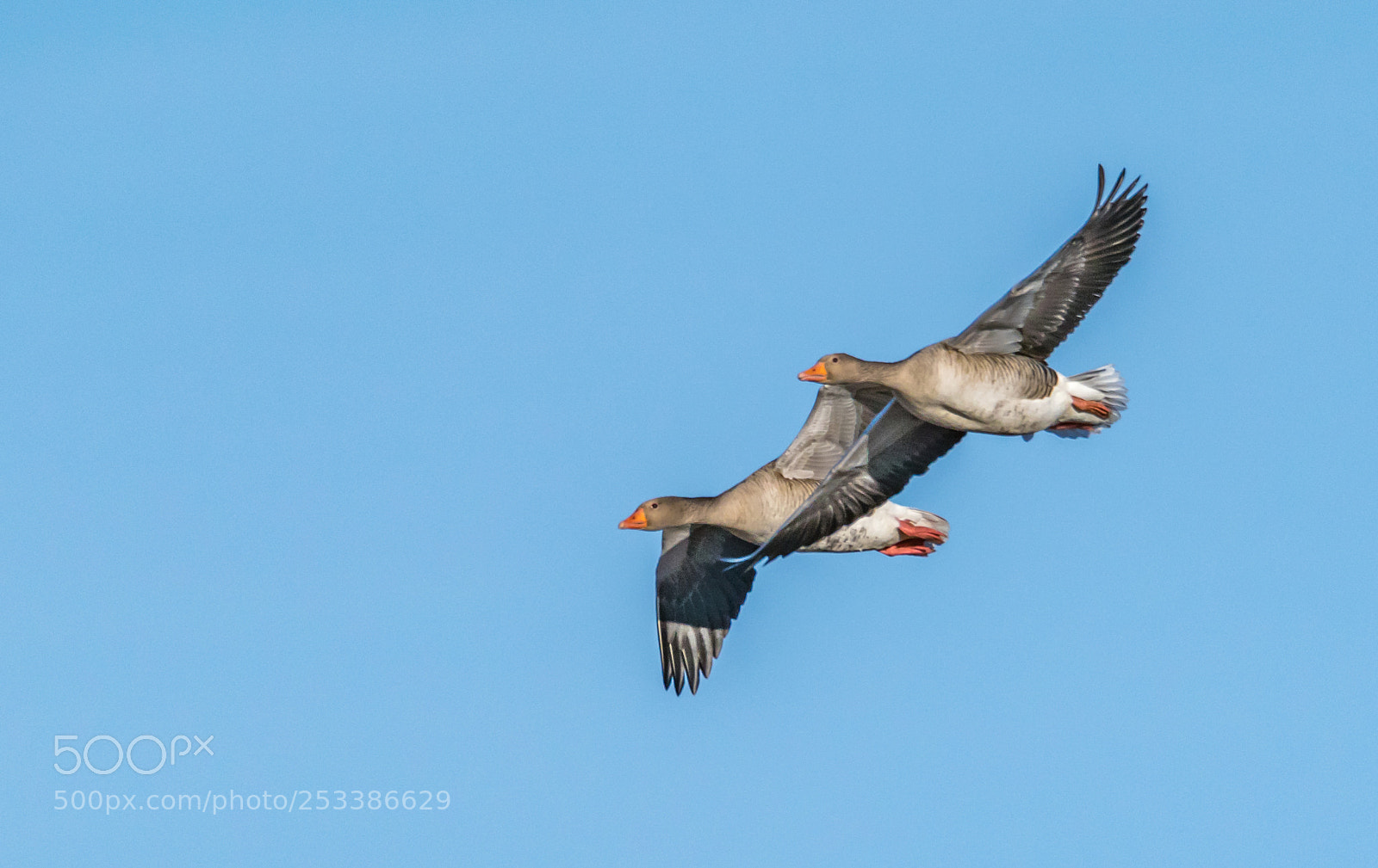 Sony a99 II sample photo. Two birds flying tight photography