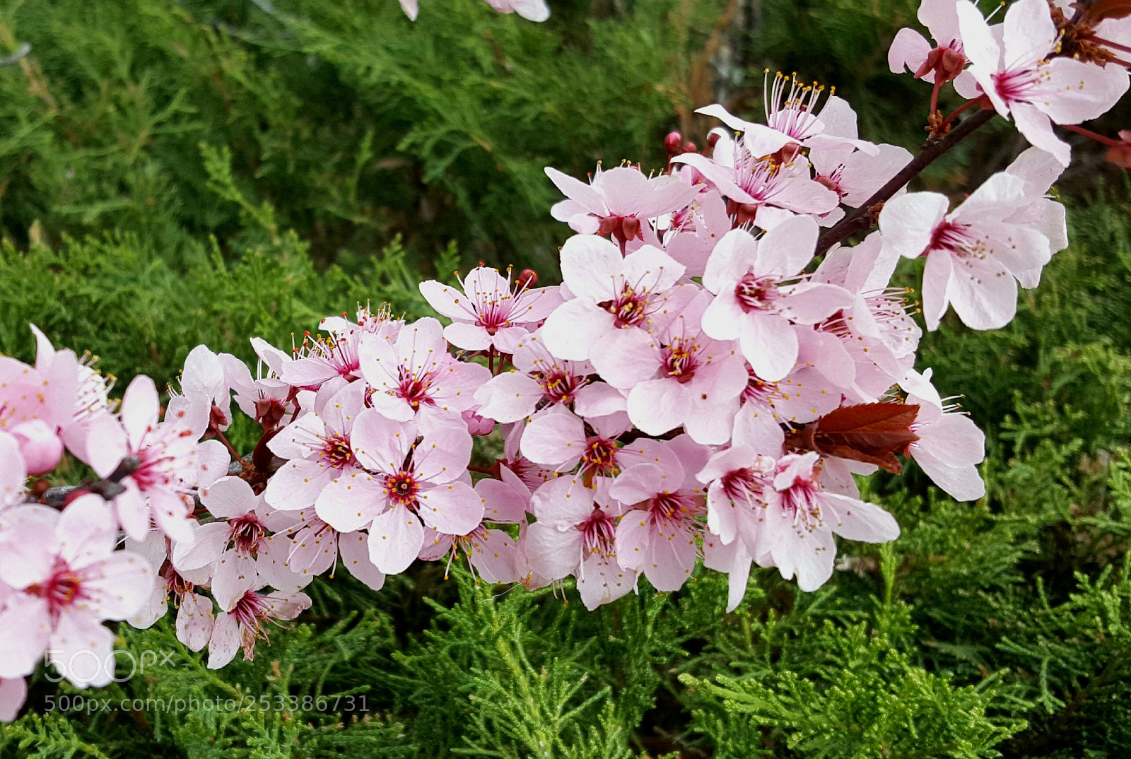 Samsung Galaxy Note5 sample photo. A spring thing photography