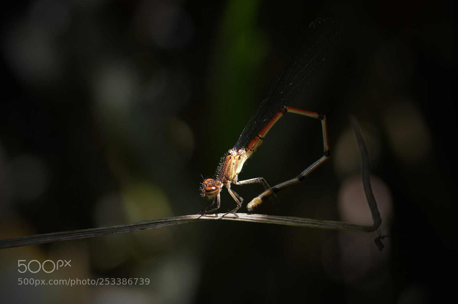 Nikon D3200 sample photo. D a m s photography