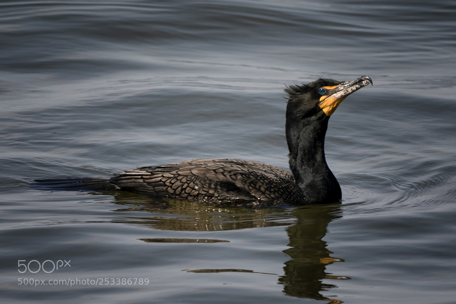 Sony a7R III sample photo. Cormorant photography