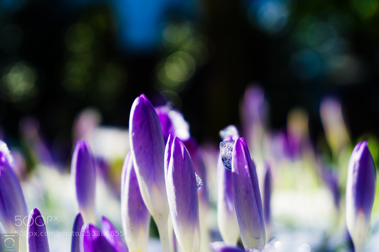Sony a6000 sample photo. Spring's renewal photography