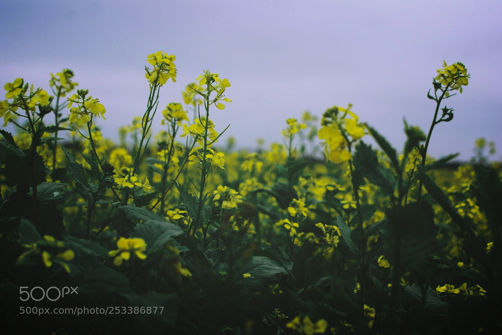 Sony Alpha DSLR-A200 sample photo. February 2015 photography