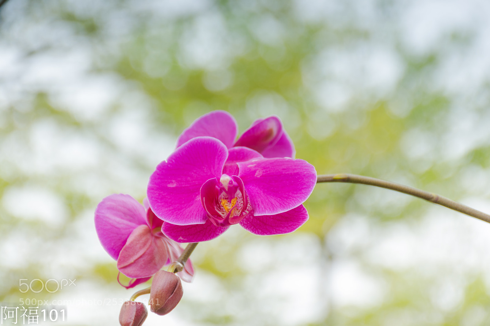 Nikon D5300 sample photo. Dsc photography