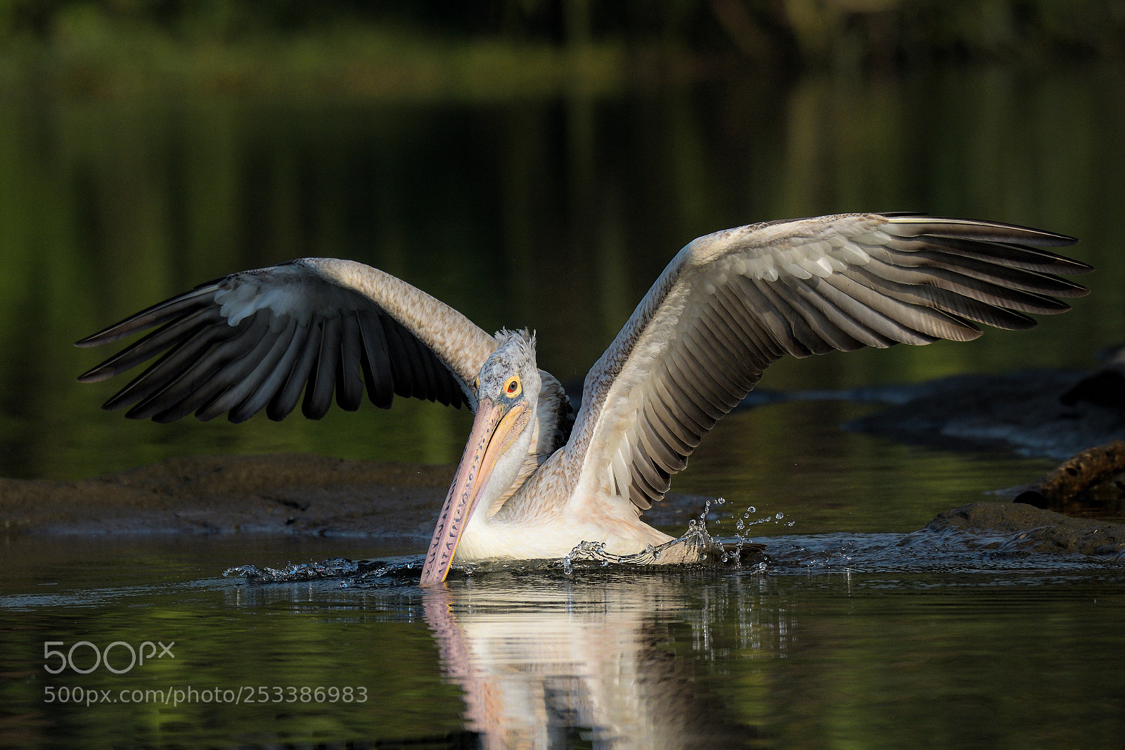Nikon D850 sample photo. Spot billed pelican photography