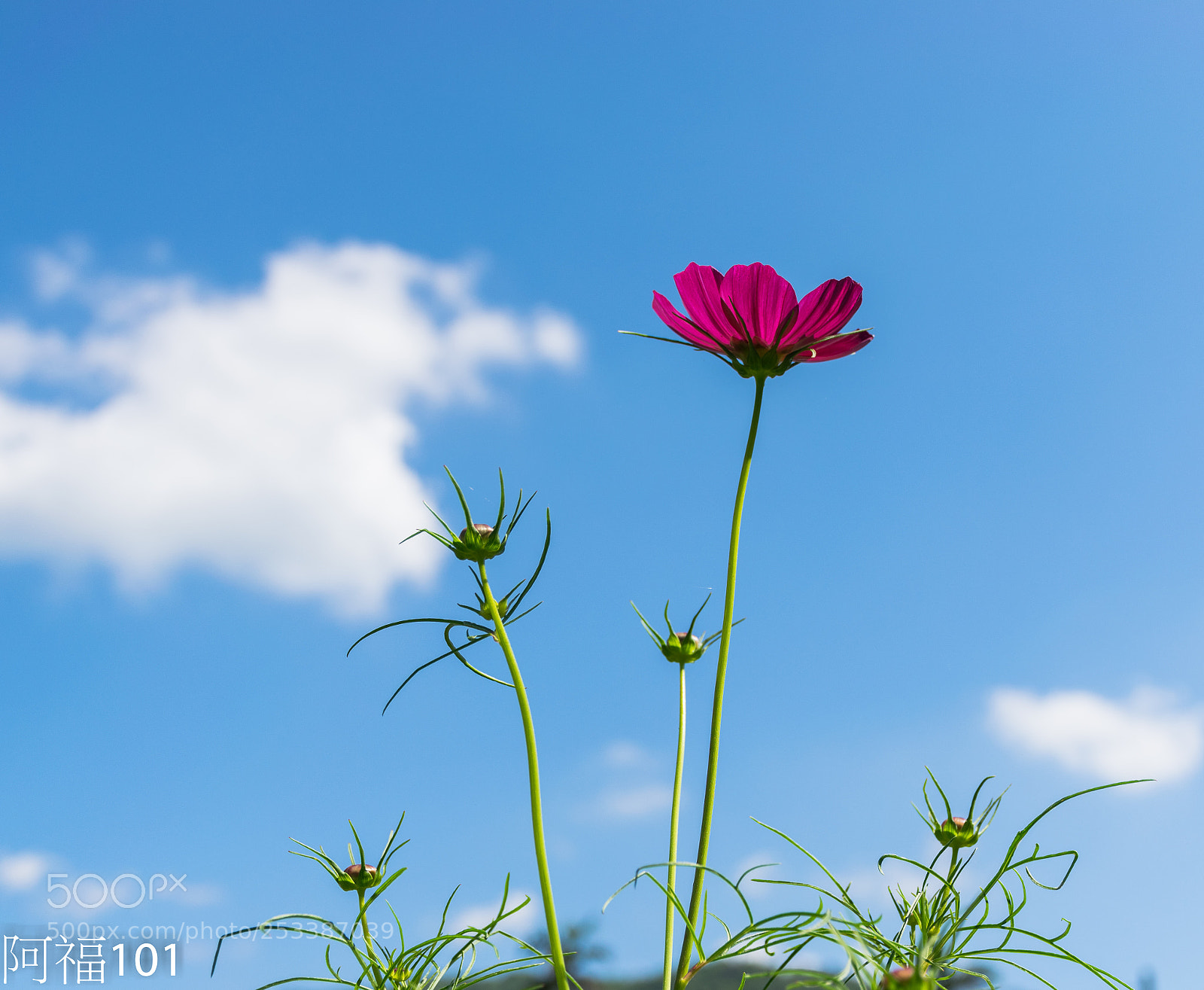 Nikon D5300 sample photo. Dsc photography
