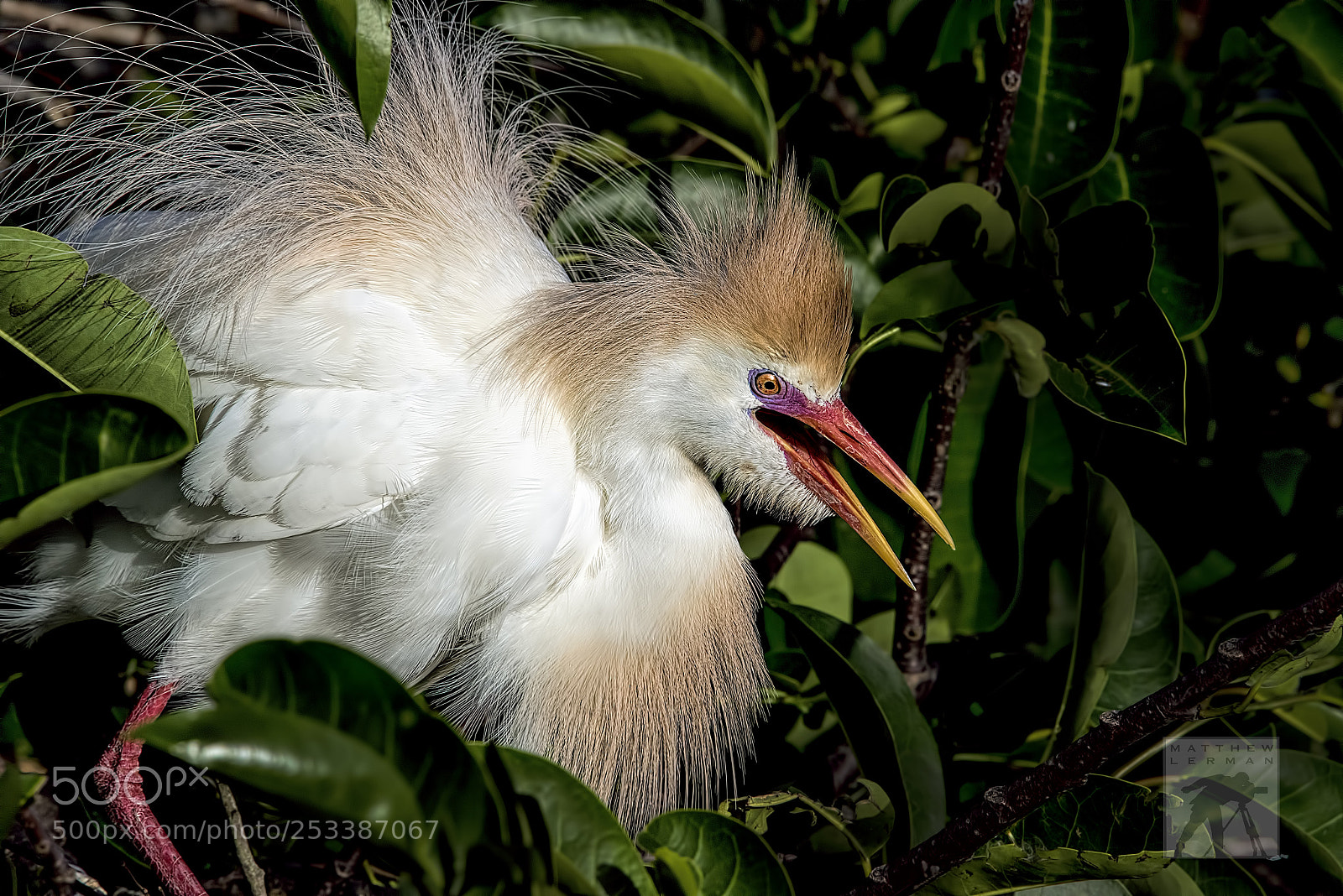 Nikon D810 sample photo. Fluff ruffle  1778 photography