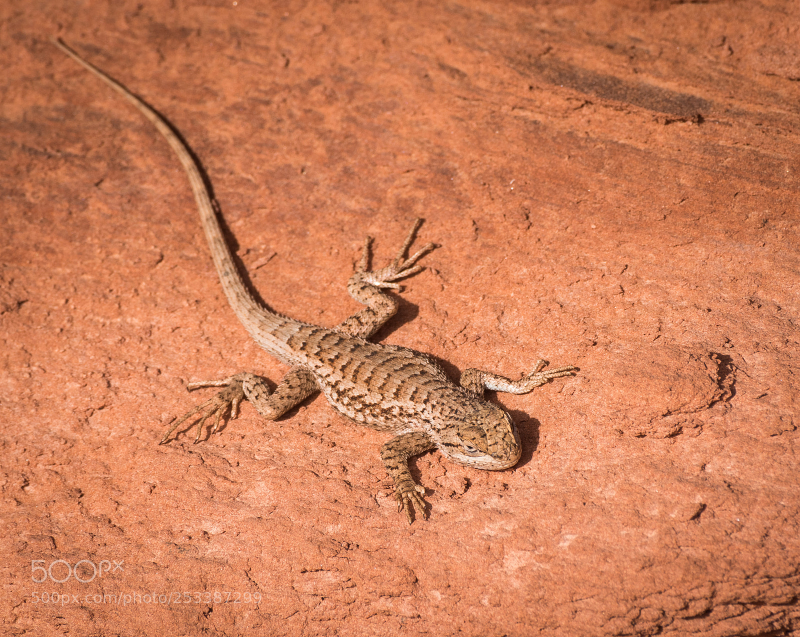 Nikon D810 sample photo. Lizard photography