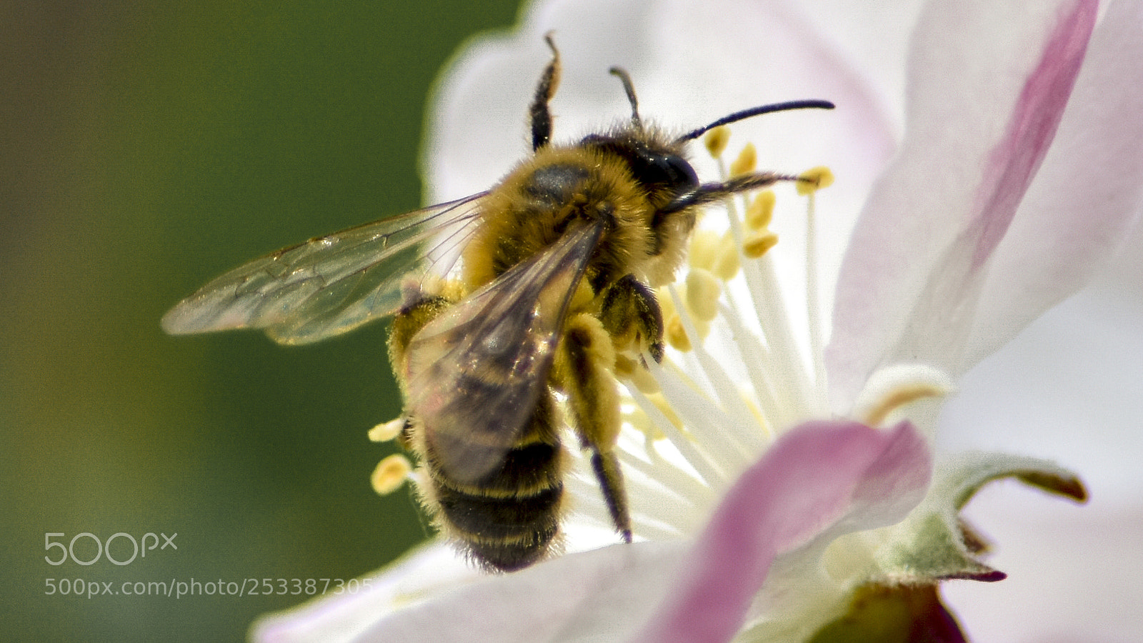 Nikon D3400 sample photo. Begonia & bee photography