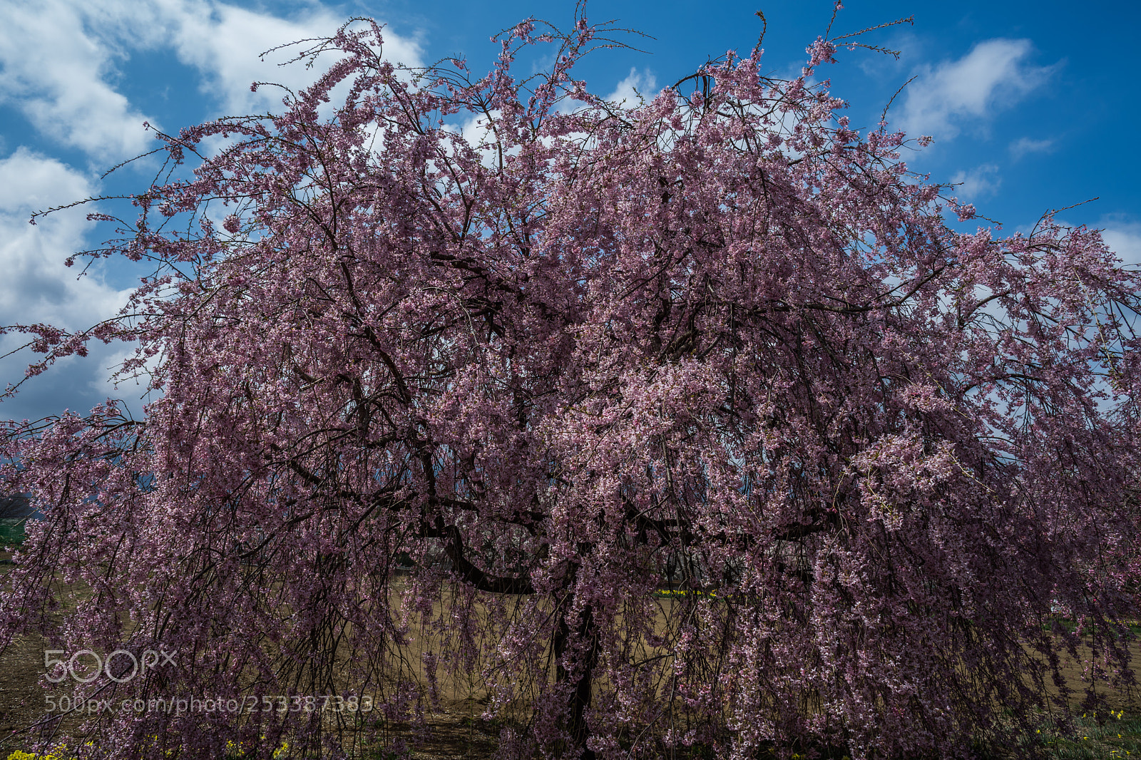 Sony a7 II sample photo. 山梨の桜 photography