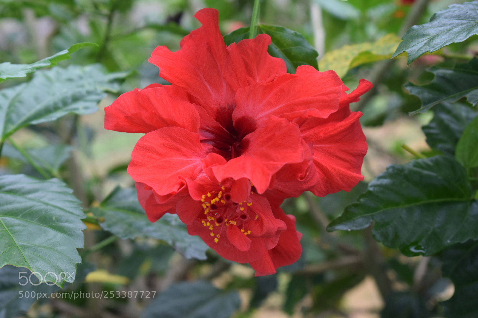 Nikon D5300 sample photo. Dsc photography