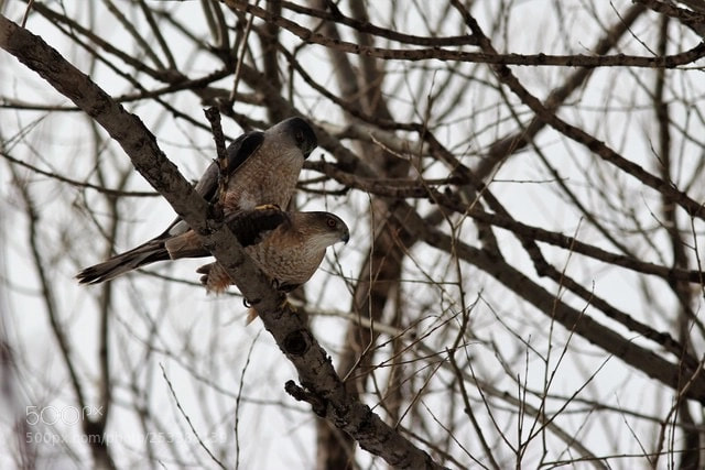 Canon EOS 700D (EOS Rebel T5i / EOS Kiss X7i) sample photo. Epervier de cooper(couple) photography