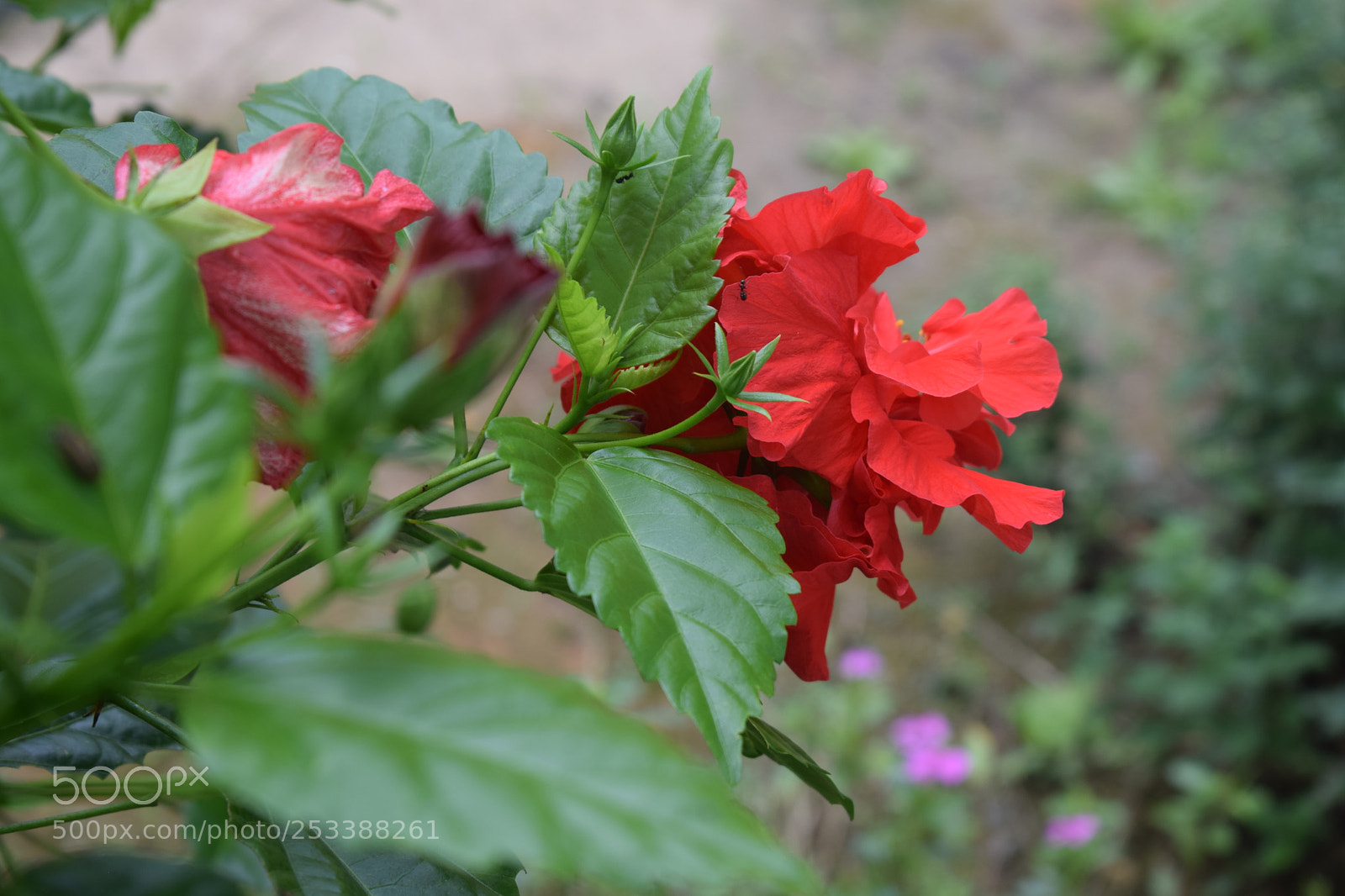 Nikon D5300 sample photo. Dsc photography