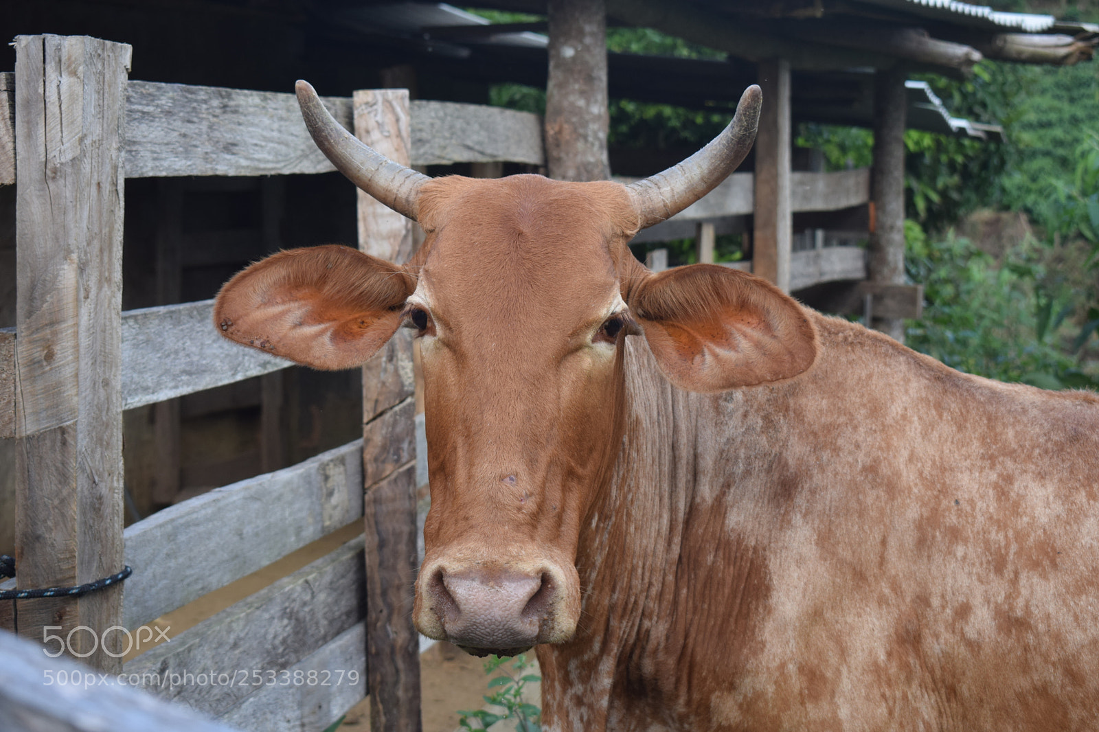 Nikon D5300 sample photo. Dsc photography