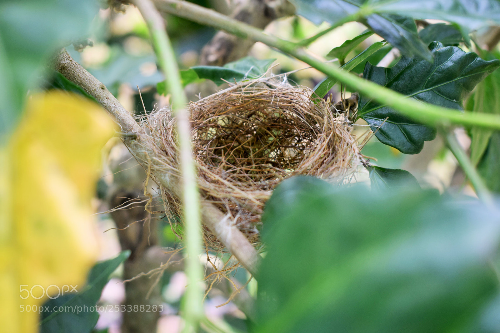 Nikon D5300 sample photo. Ninho photography