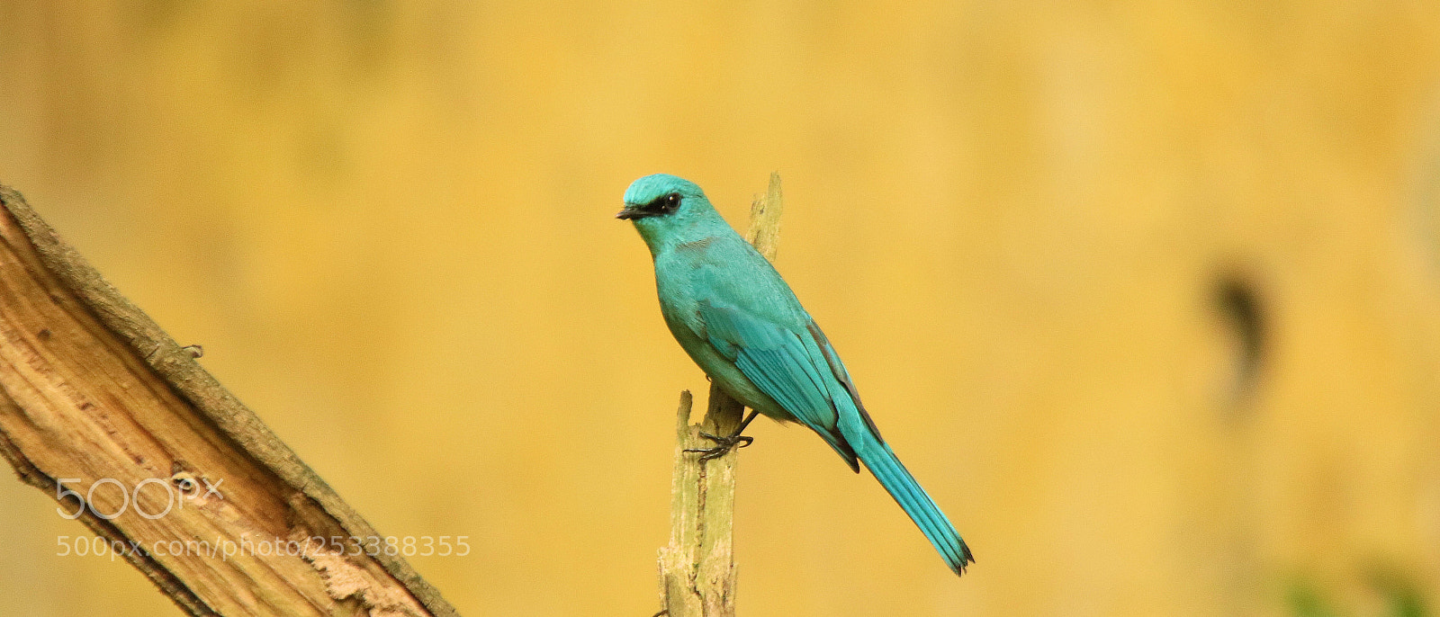 Canon EOS 7D Mark II sample photo. Verditer flycatcher photography