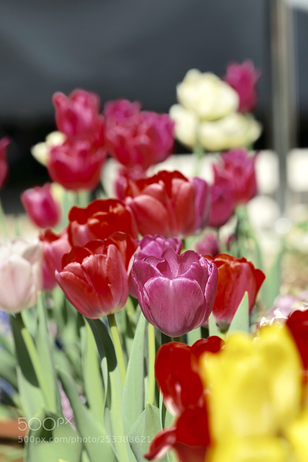 Sony a7 II sample photo. Spring colors. photography
