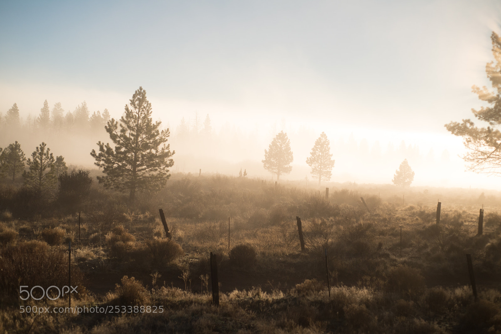 Nikon D600 sample photo. Morning fog erich boehm photography