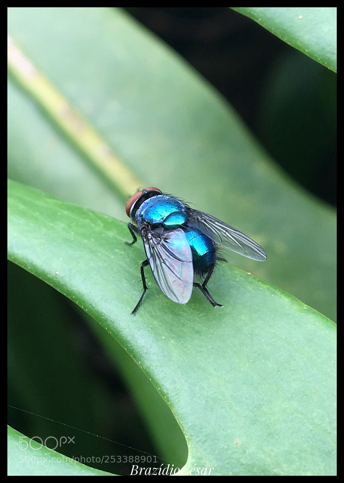 Apple iPhone 6s sample photo. Untitled photography
