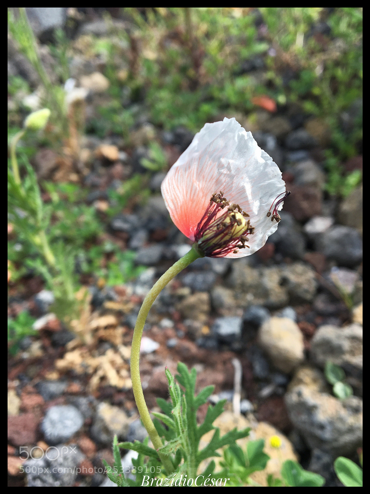 Apple iPhone 6s sample photo. Untitled photography