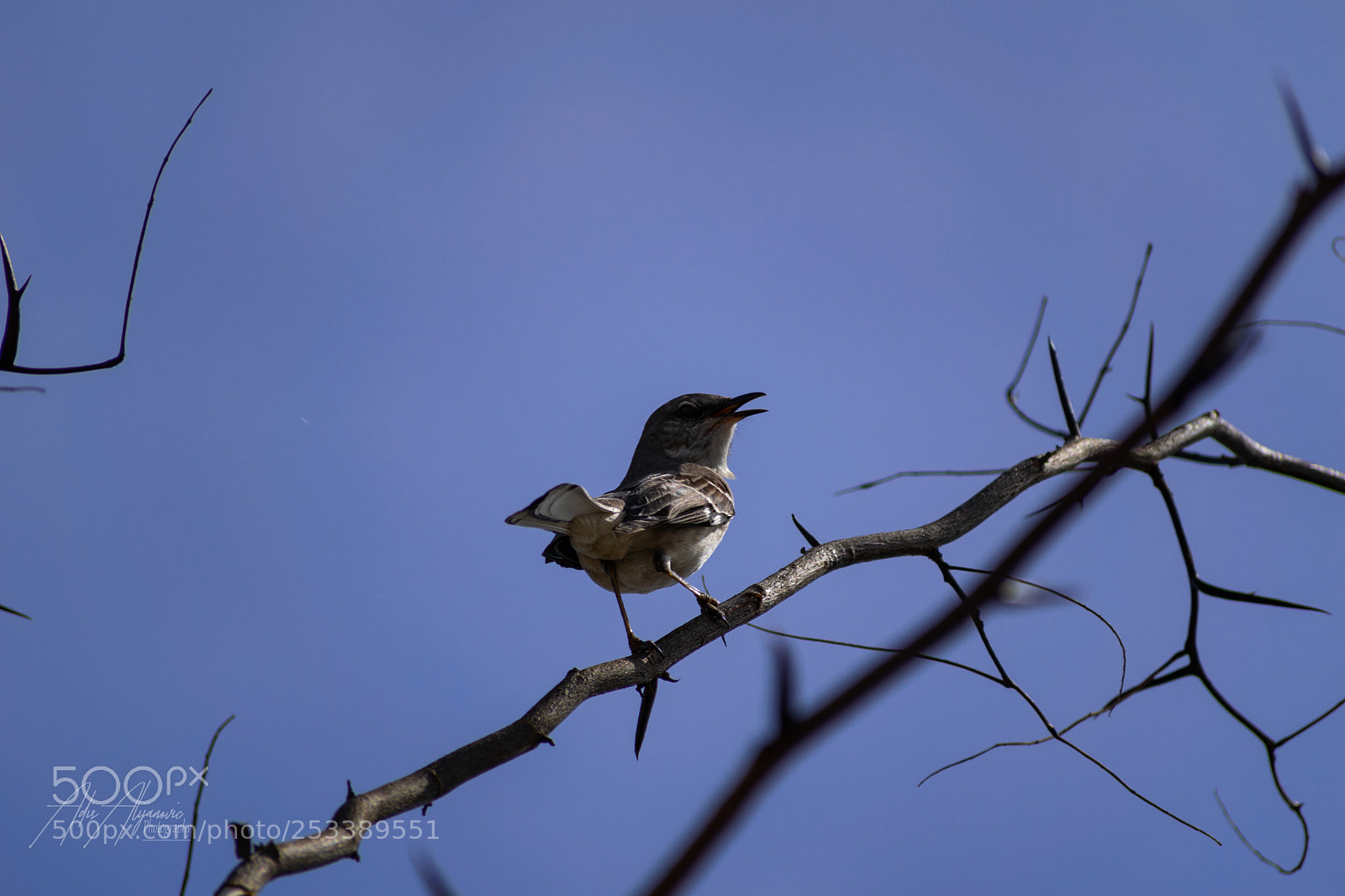 Nikon D5300 sample photo. Northern mockingbird photography