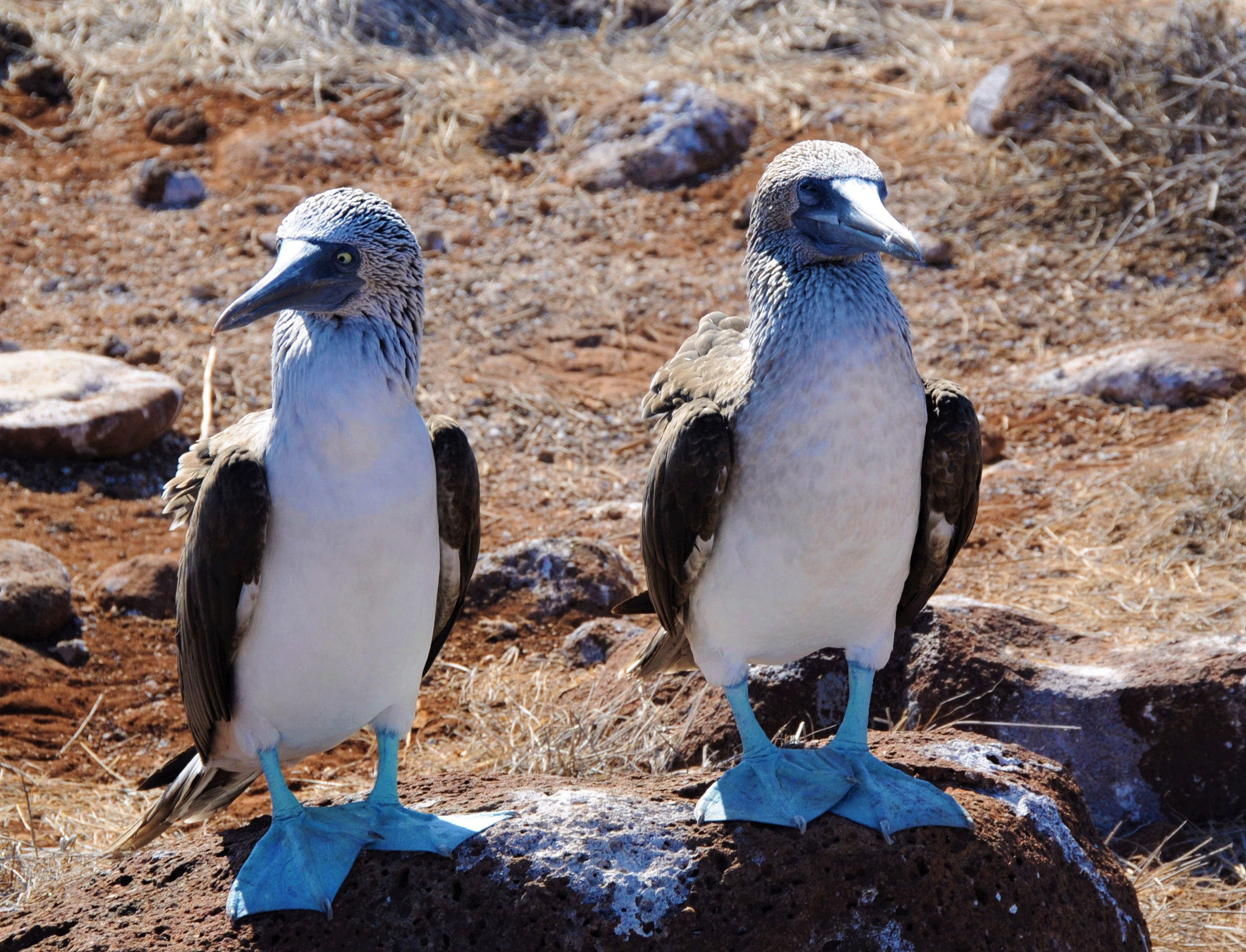 Nikon D300 + Nikon AF-S DX Nikkor 18-200mm F3.5-5.6G ED VR II sample photo. Blue footed bobbies - galapagos photography