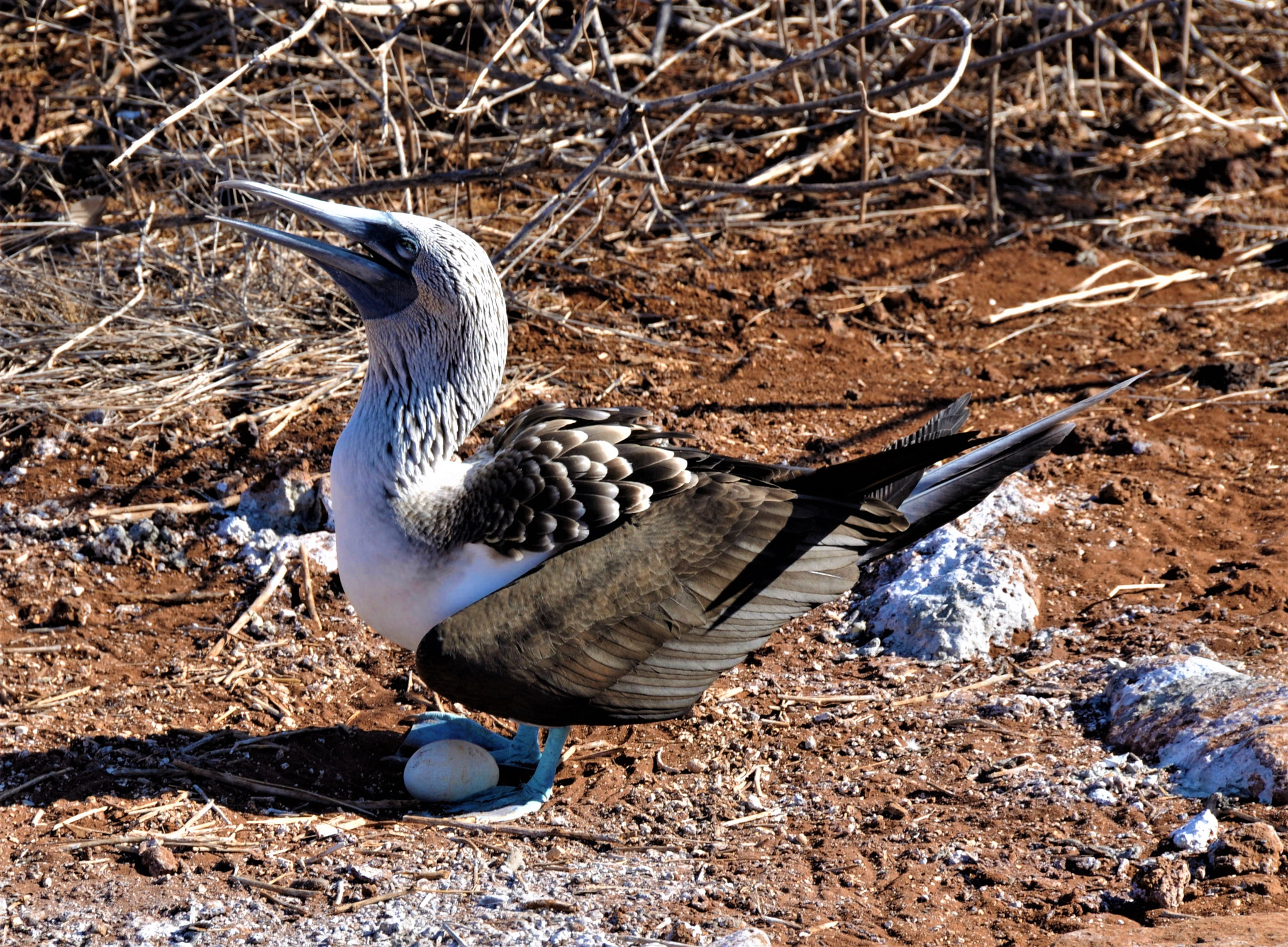 Nikon D300 sample photo. Blue footed boobie with egg photography