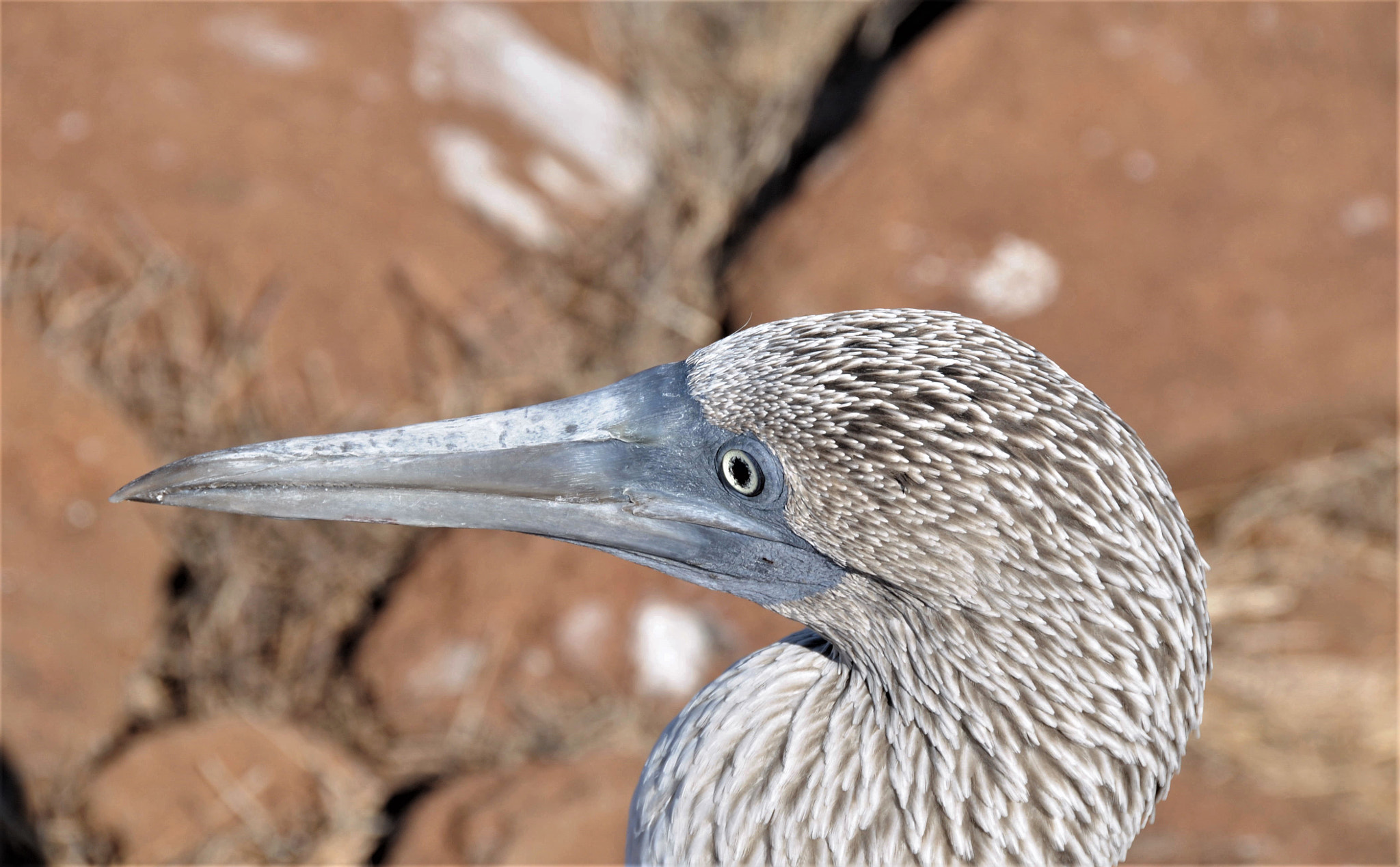Nikon D300 sample photo. Blue footed bobbie - head shot photography