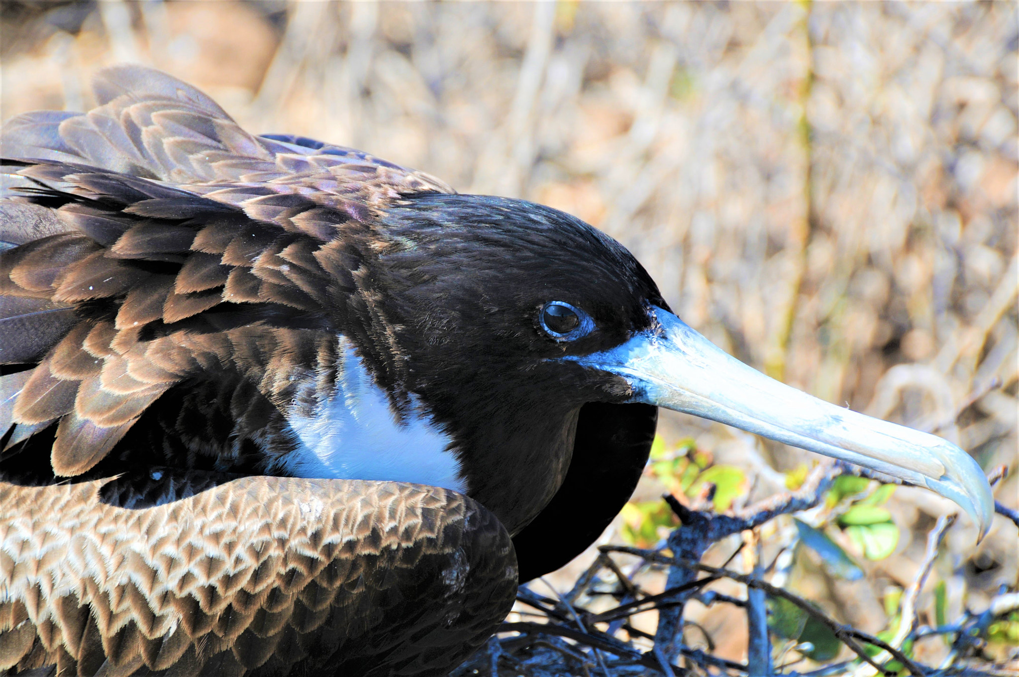 Nikon D300 sample photo. Frigit bird  - beak photography