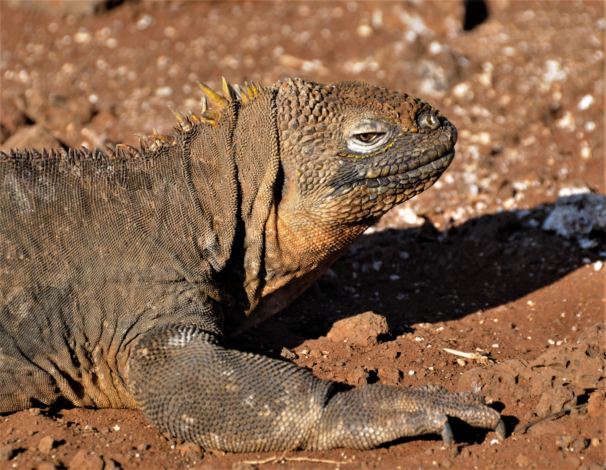 Nikon D300 sample photo. Iguana - galapagos photography