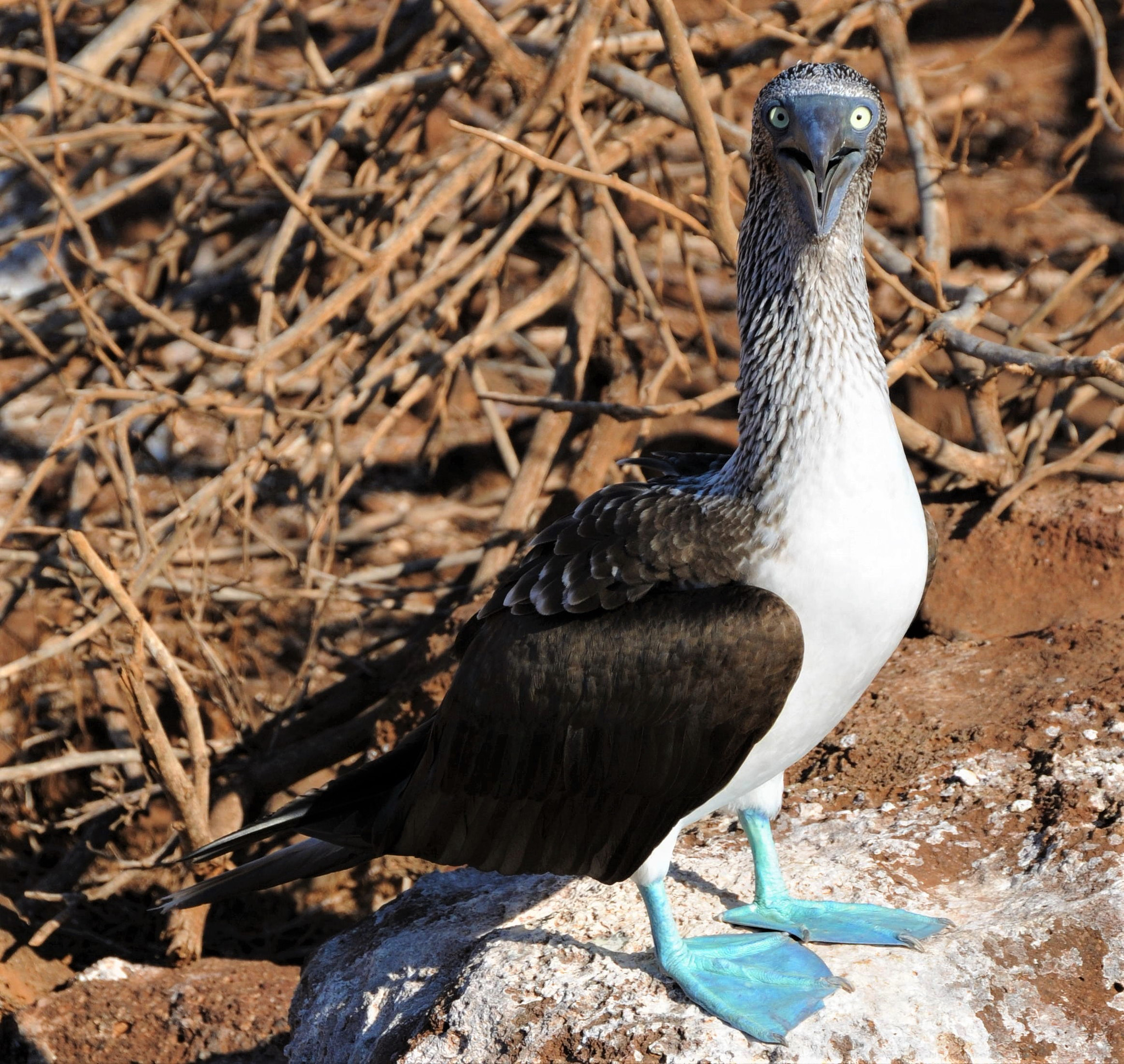 Nikon D300 sample photo. Blue footed boobie photography