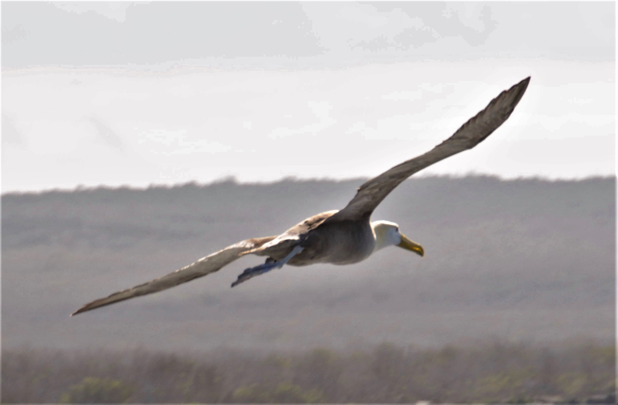 Nikon D300 sample photo. Albatros in flight photography
