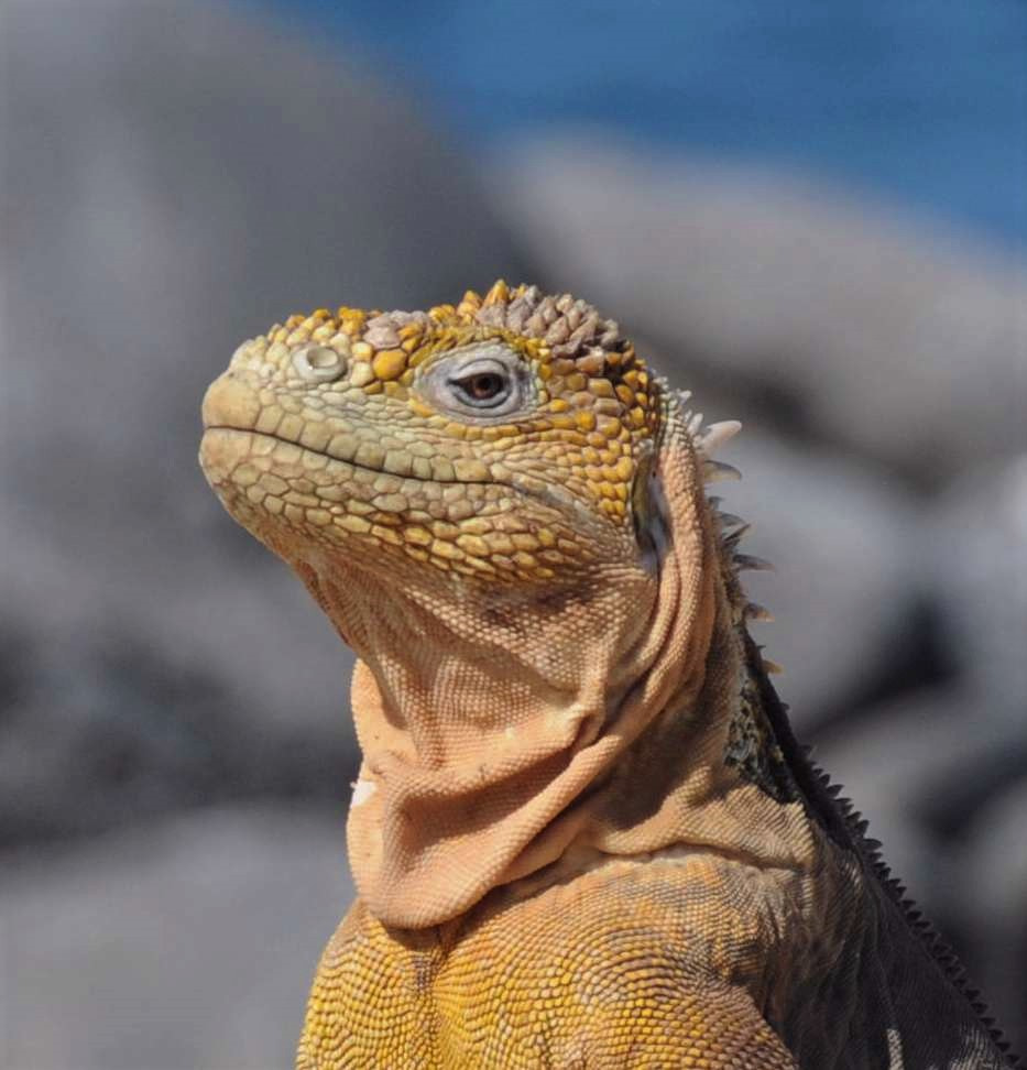 Nikon D300 sample photo. Land iguana - galapagos photography