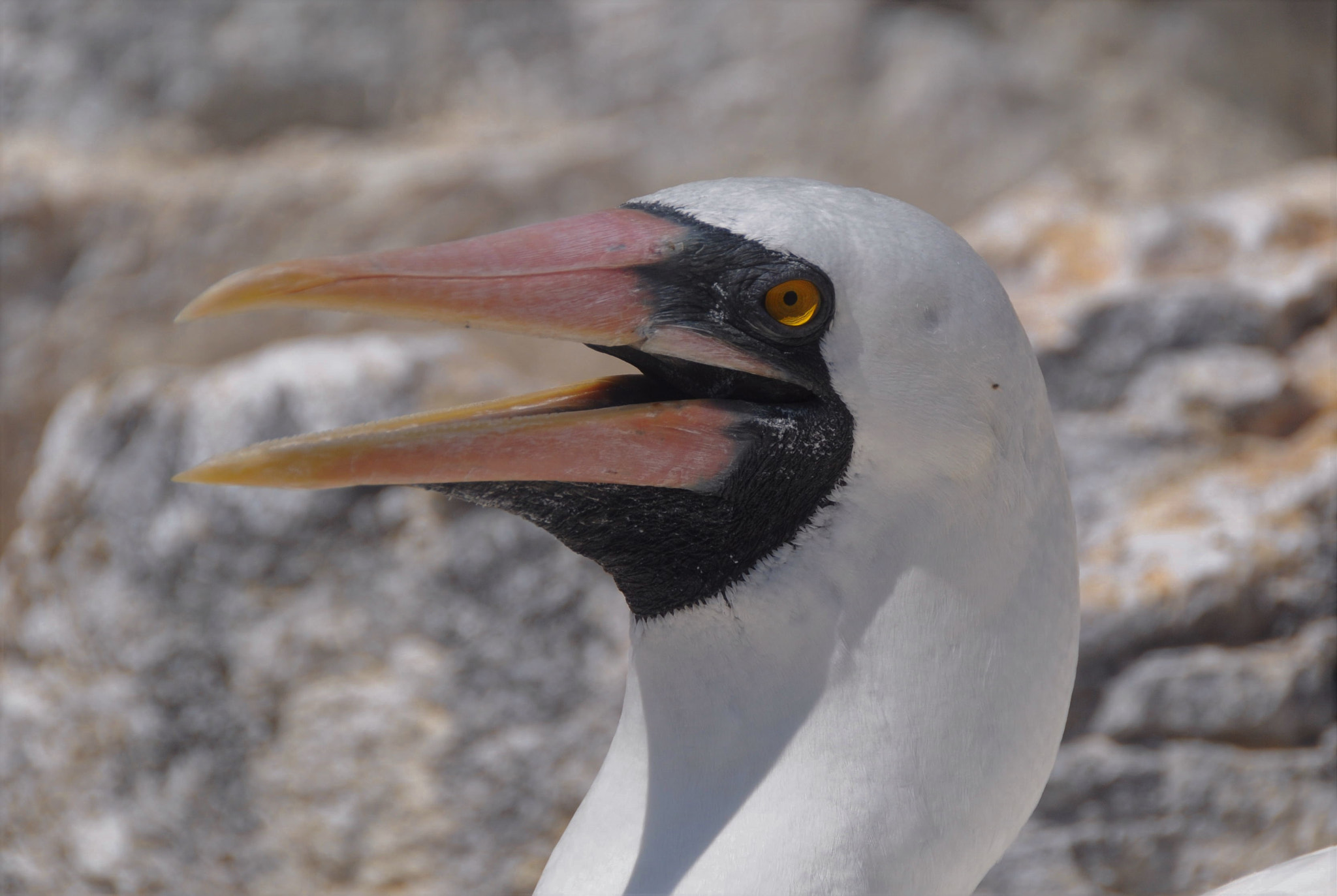Nikon D300 sample photo. Galapagos bobbie photography