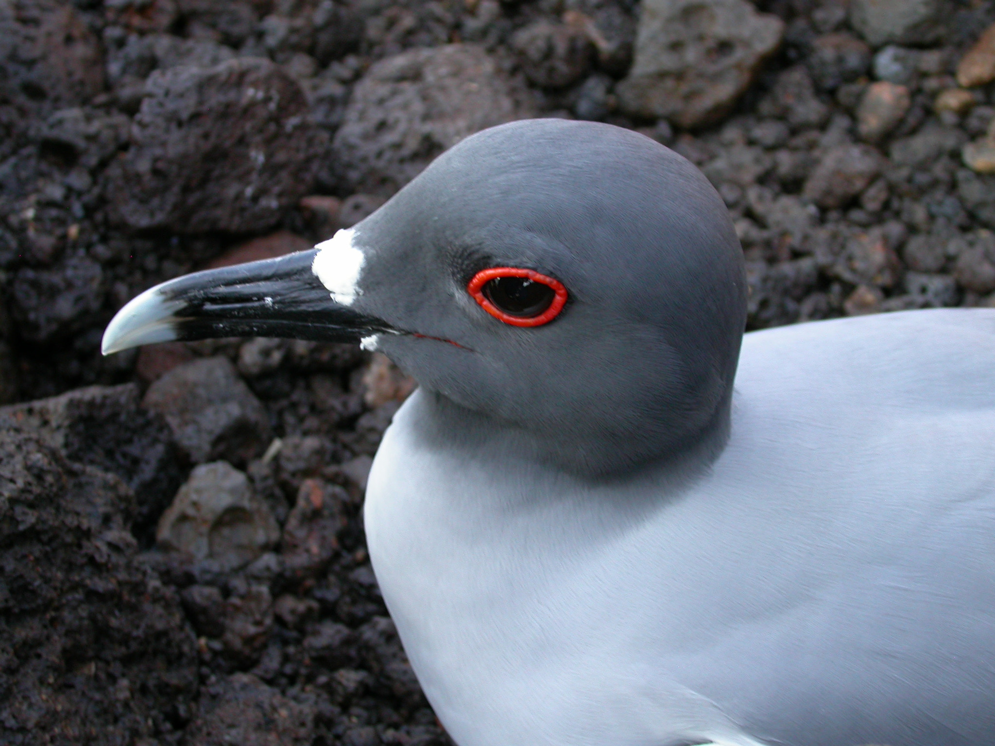 Nikon E4500 sample photo. Galapagos gull photography
