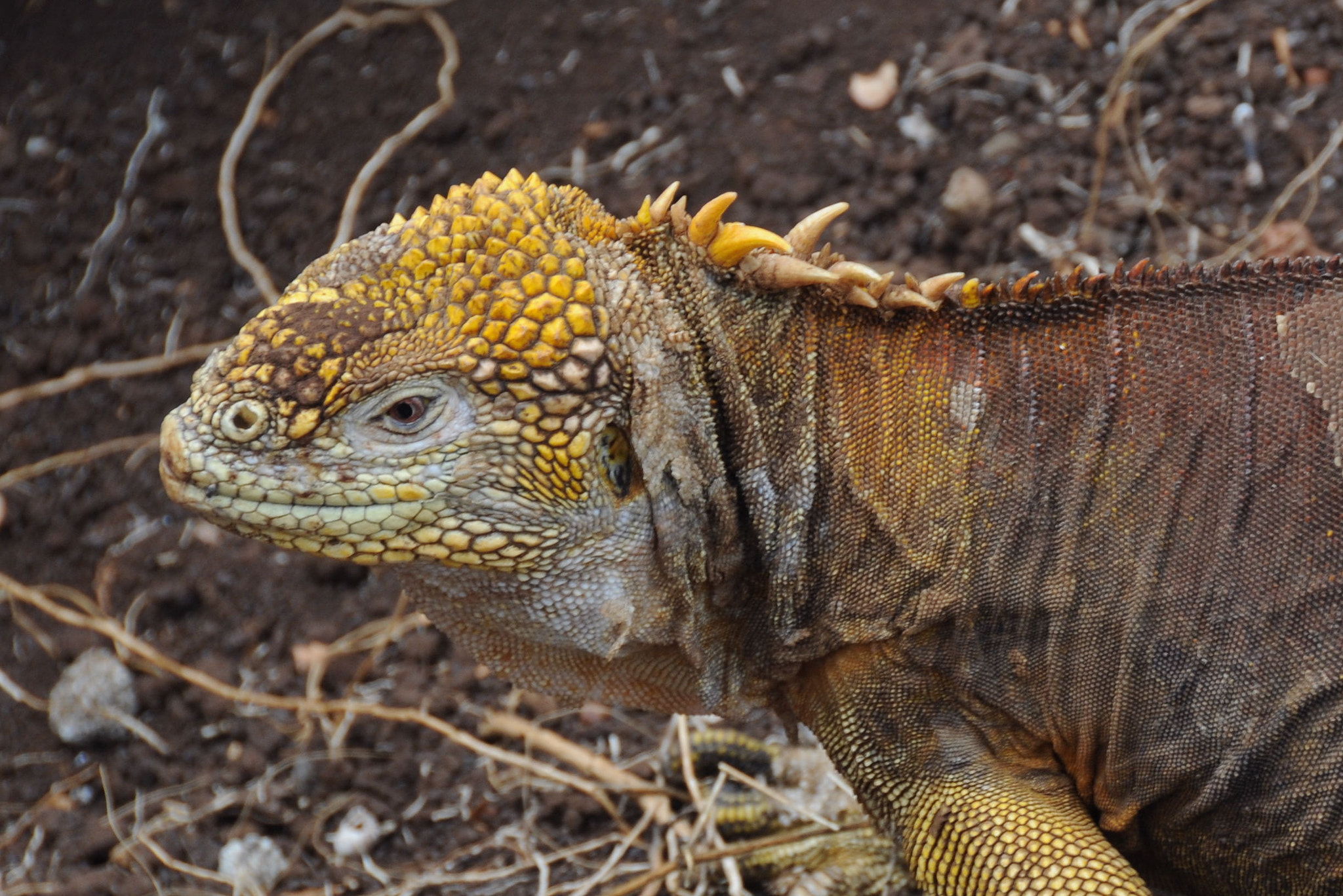 Nikon D300 sample photo. Land iguana - galapagos photography