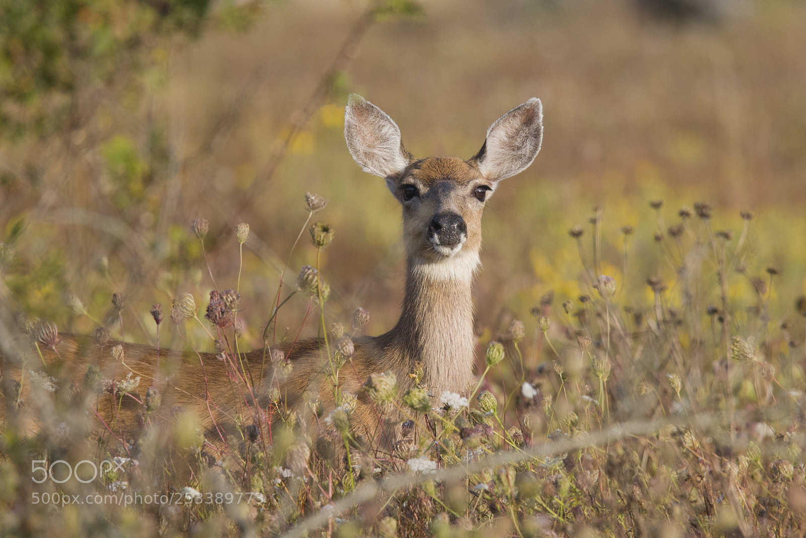 Nikon D500 sample photo. 62595-deer photography