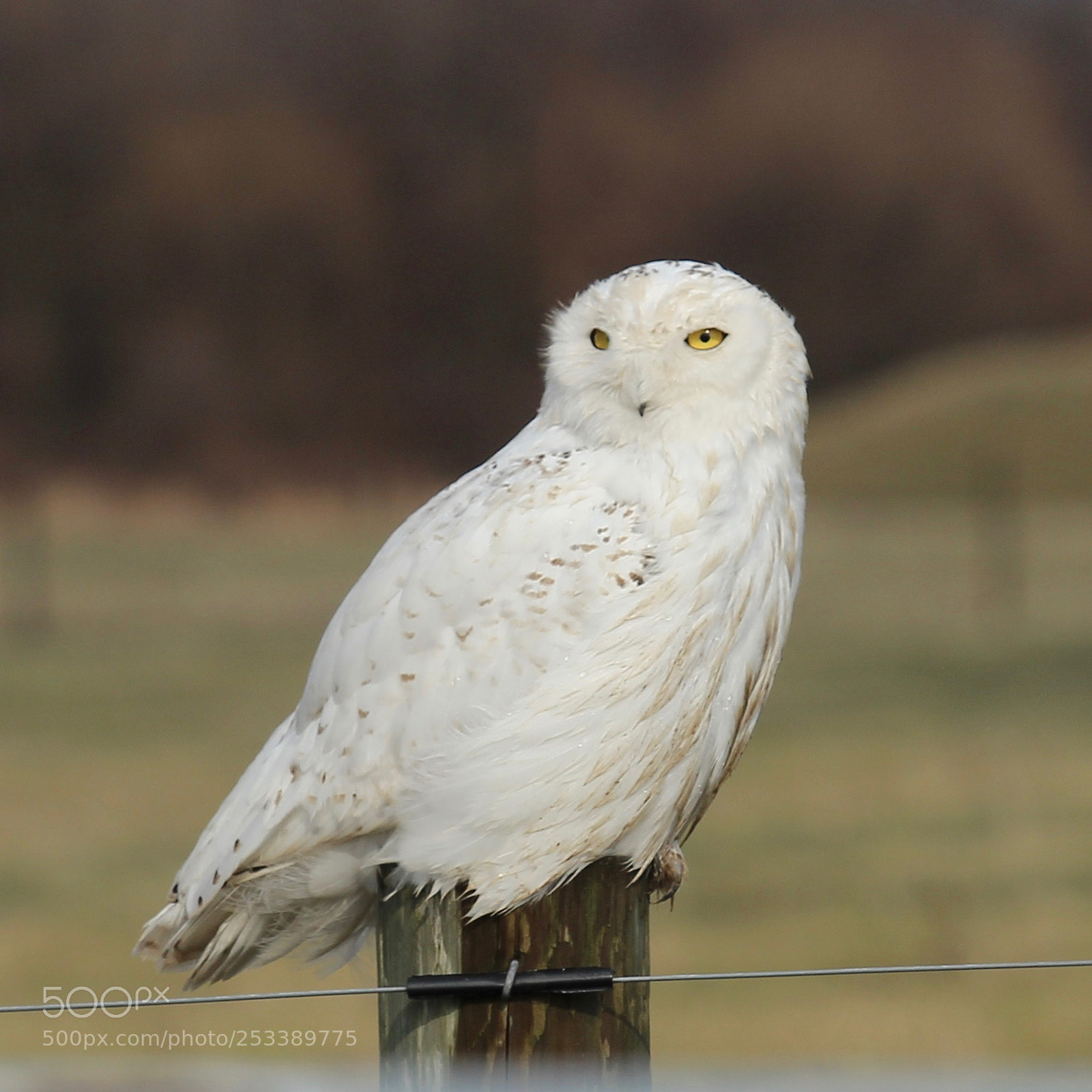 Canon EOS 600D (Rebel EOS T3i / EOS Kiss X5) sample photo. Lamb farm snowy owl photography