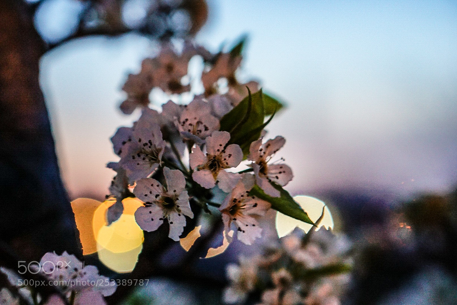 Sony a6000 sample photo. Blossom in the night 1 photography