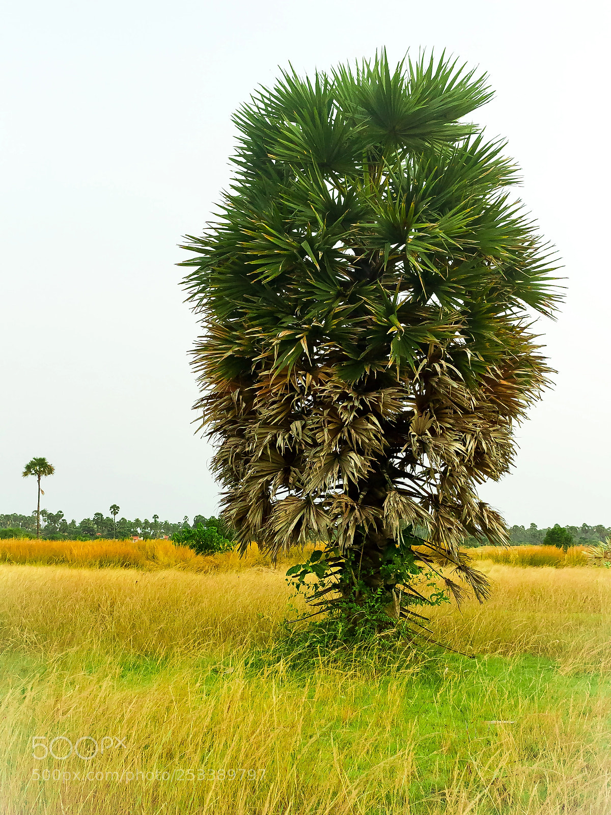Canon EOS 550D (EOS Rebel T2i / EOS Kiss X4) sample photo. Borassus of jaffna photography