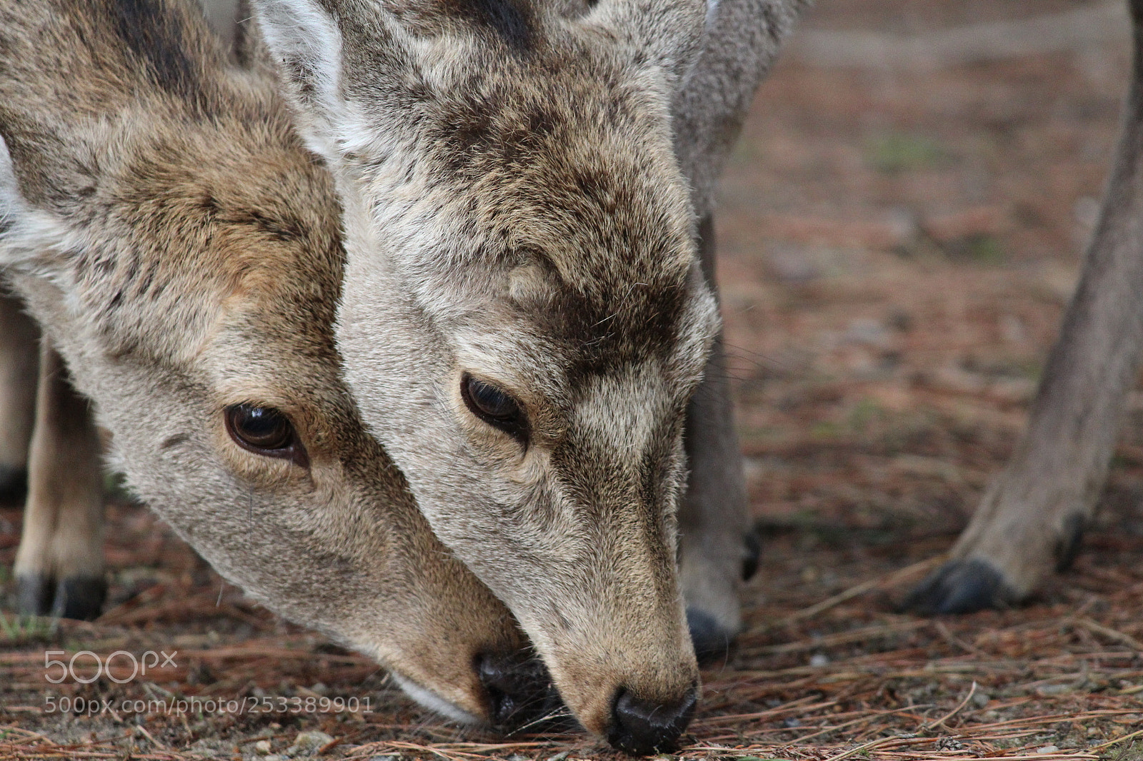 Canon EF-S 55-250mm F4-5.6 IS II sample photo. Deer photography