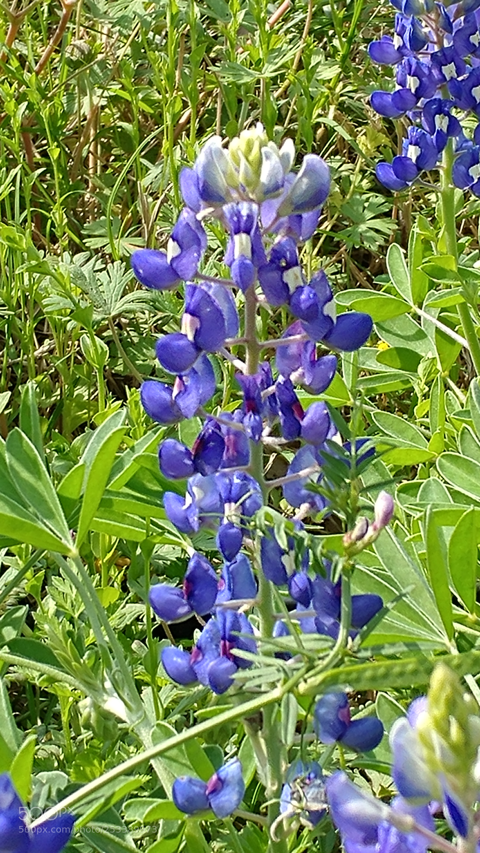 LG V20 sample photo. 20180412_110524.jpg photography