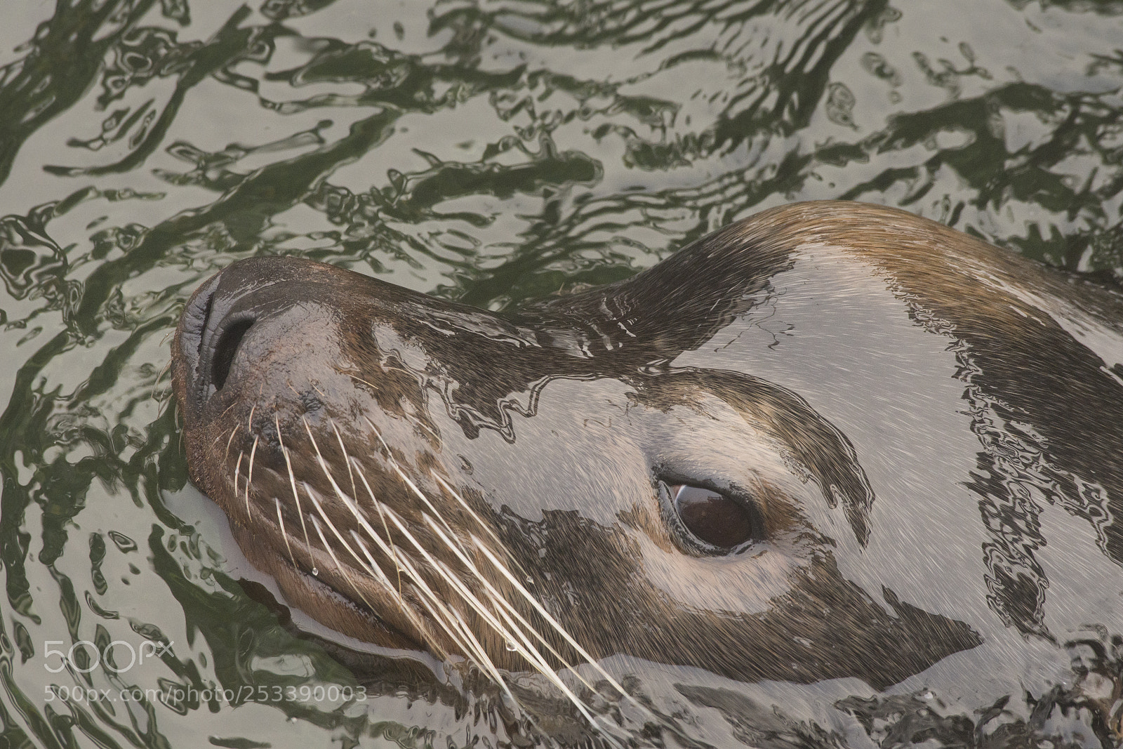 Nikon D500 sample photo. 65533-sea lion photography