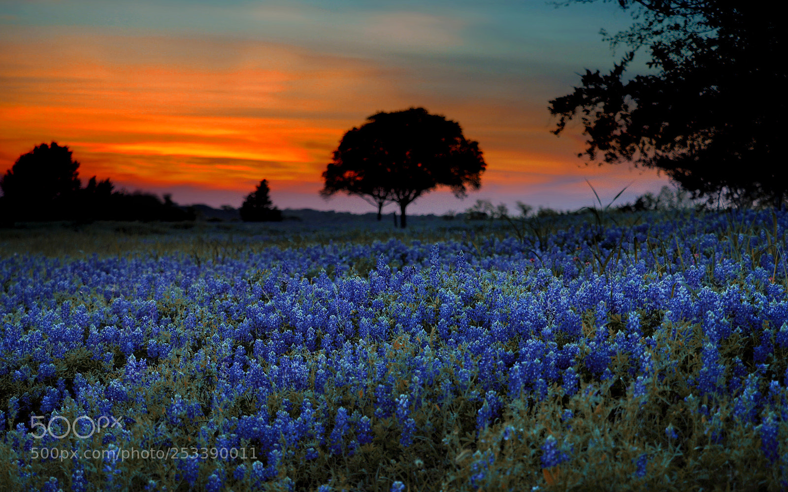 Olympus OM-D E-M1 sample photo. Bluebonnet sunset photography