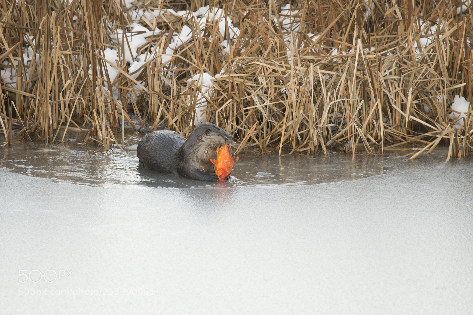 Nikon D500 sample photo. 66068-otter photography